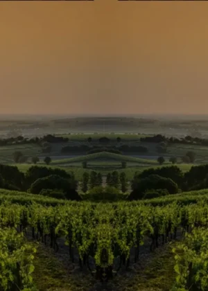 ערב טעימות בס-ארמניאק נדיר | תל אביב